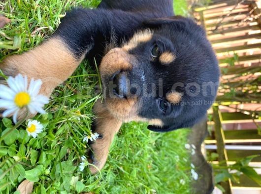 Rottweiler Yavruları Safkan Irk Ve Sağlık Garantili görsel