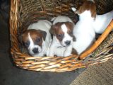 Jack Russel Terrier Yavrular Safkan Irk Ve Sağlık Garantili