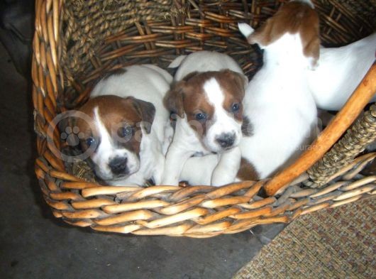 Jack Russel Terrier Yavrular Safkan Irk Ve Sağlık Garantili görsel
