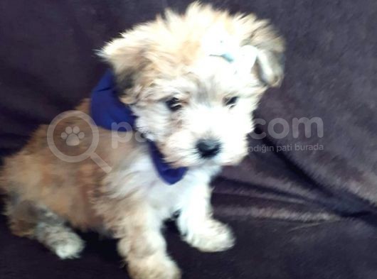 Morkie Yavrularımız Safkan Irk Ve Sağlık Garantili görsel