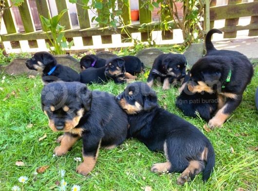 Rottweiler Yavruları Safkan Irk Ve Sağlık Garantili görsel