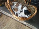 Jack Russel Terrier Yavrular Safkan Irk Ve Sağlık Garantili