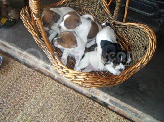 Jack Russel Terrier Yavrular Safkan Irk Ve Sağlık Garantili görsel