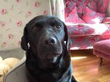 Labrador Yavruları Safkan Irk Ve Sağlık Garantili