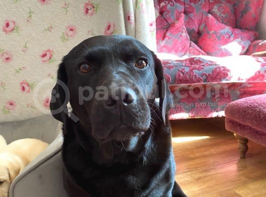 Labrador Yavruları Safkan Irk Ve Sağlık Garantili görsel