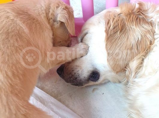 Golden Yavrularımız Safkan Irk Ve Sağlık Garantili görsel