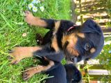 Rottweiler Yavruları Safkan Irk Ve Sağlık Garantili