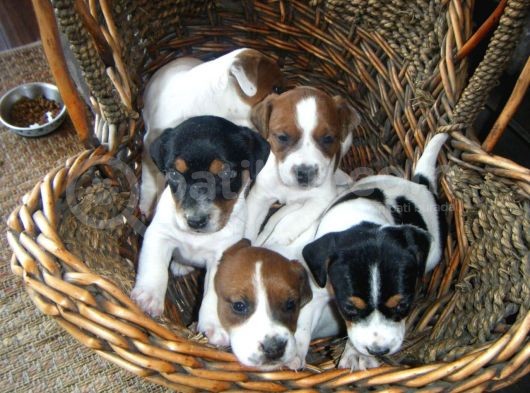 Jack Russel Terrier Yavrular Safkan Irk Ve Sağlık Garantili görsel