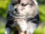 Pomeranian Boo Yavruları Safkan Irk Ve Sağlık Garantili