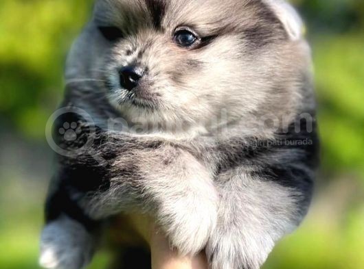 Pomeranian Boo Yavruları Safkan Irk Ve Sağlık Garantili
