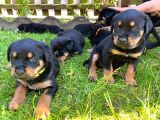 Rottweiler Yavruları Safkan Irk Ve Sağlık Garantili
