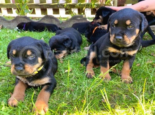 Rottweiler Yavruları Safkan Irk Ve Sağlık Garantili görsel