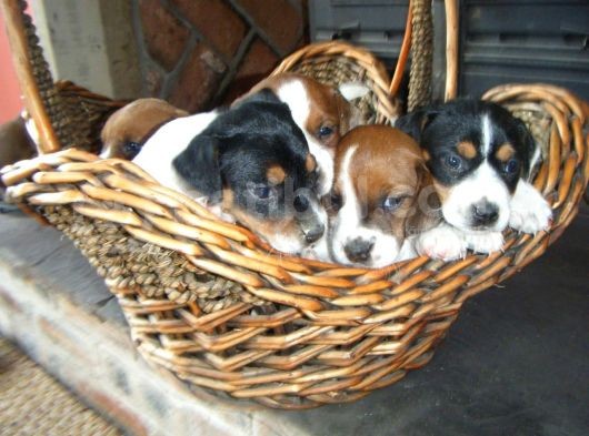 Jack Russel Terrier Yavrular Safkan Irk Ve Sağlık Garantili görsel