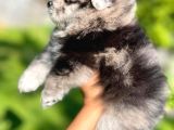 Pomeranian Boo Yavruları Safkan Irk Ve Sağlık Garantili