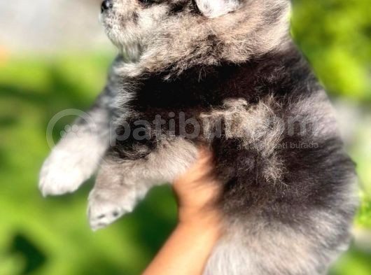 Pomeranian Boo Yavruları Safkan Irk Ve Sağlık Garantili görsel