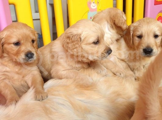 Golden Yavrularımız Safkan Irk Ve Sağlık Garantili görsel