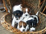 Jack Russel Terrier Yavrular Safkan Irk Ve Sağlık Garantili