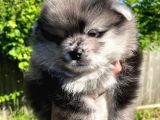Pomeranian Boo Yavruları Safkan Irk Ve Sağlık Garantili
