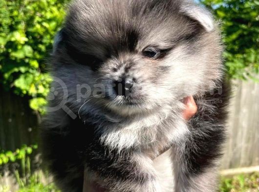 Pomeranian Boo Yavruları Safkan Irk Ve Sağlık Garantili görsel