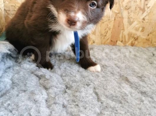 Border Collie Yavruları Safkan Irk Ve Sağlık Garantili