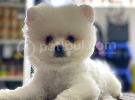 Orj. Babyface Pomeranian Book Bebeklerimiz görsel