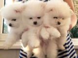 Pomeranian Boo Yavruları Safkan Irk Ve Sağlık Garantili