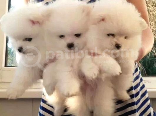 Pomeranian Boo Yavruları Safkan Irk Ve Sağlık Garantili görsel