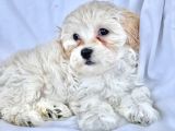 Maltipoo Yavrularımız Safkan Irk Ve Sağlık Garantili