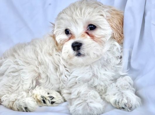 Maltipoo Yavrularımız Safkan Irk Ve Sağlık Garantili