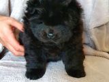 Chow Chow Yavruları Safkan Irk Ve Sağlık Garantili