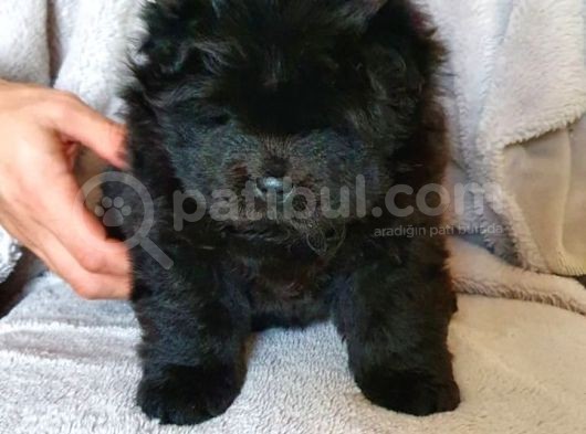 Chow Chow Yavruları Safkan Irk Ve Sağlık Garantili görsel