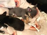 Chihuahua Yavruları Safkan Irk Ve Sağlık Garantili