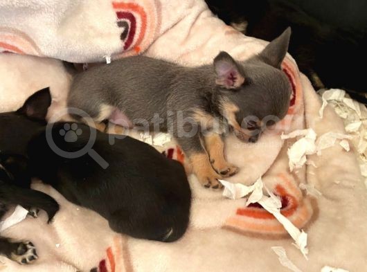 Chihuahua Yavruları Safkan Irk Ve Sağlık Garantili görsel