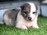 Border Collie Yavruları Safkan Irk Ve Sağlık Garantili