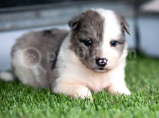 Border Collie Yavruları Safkan Irk Ve Sağlık Garantili görsel