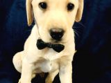 Labrador Yavruları Safkan Irk Ve Sağlık Garantili