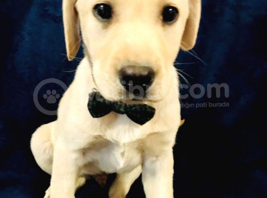 Labrador Yavruları Safkan Irk Ve Sağlık Garantili görsel