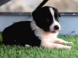 Border Collie Yavruları Safkan Irk Ve Sağlık Garantili