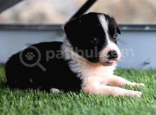 Border Collie Yavruları Safkan Irk Ve Sağlık Garantili görsel