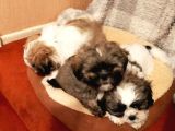 Shih Tzu Yavrularımız Safkan Irk Ve Sağlık Garantili