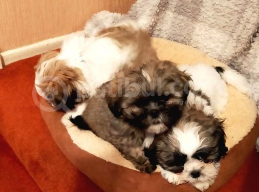 Shih Tzu Yavrularımız Safkan Irk Ve Sağlık Garantili görsel