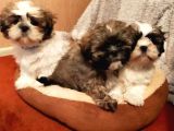 Shih Tzu Yavrularımız Safkan Irk Ve Sağlık Garantili