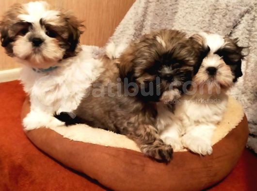Shih Tzu Yavrularımız Safkan Irk Ve Sağlık Garantili görsel