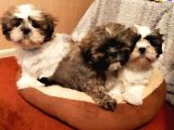 Shih Tzu Yavrularımız Safkan Irk Ve Sağlık Garantili