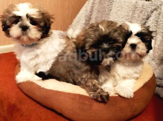 Shih Tzu Yavrularımız Safkan Irk Ve Sağlık Garantili görsel