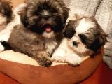 Shih Tzu Yavrularımız Safkan Irk Ve Sağlık Garantili