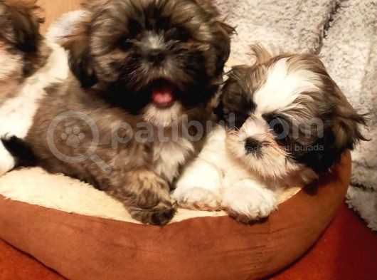 Shih Tzu Yavrularımız Safkan Irk Ve Sağlık Garantili görsel