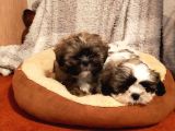 Shih Tzu Yavrularımız Safkan Irk Ve Sağlık Garantili