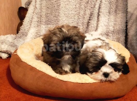 Shih Tzu Yavrularımız Safkan Irk Ve Sağlık Garantili görsel