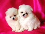 Pomeranian Boo Yavruları Safkan Irk Ve Sağlık Garantili